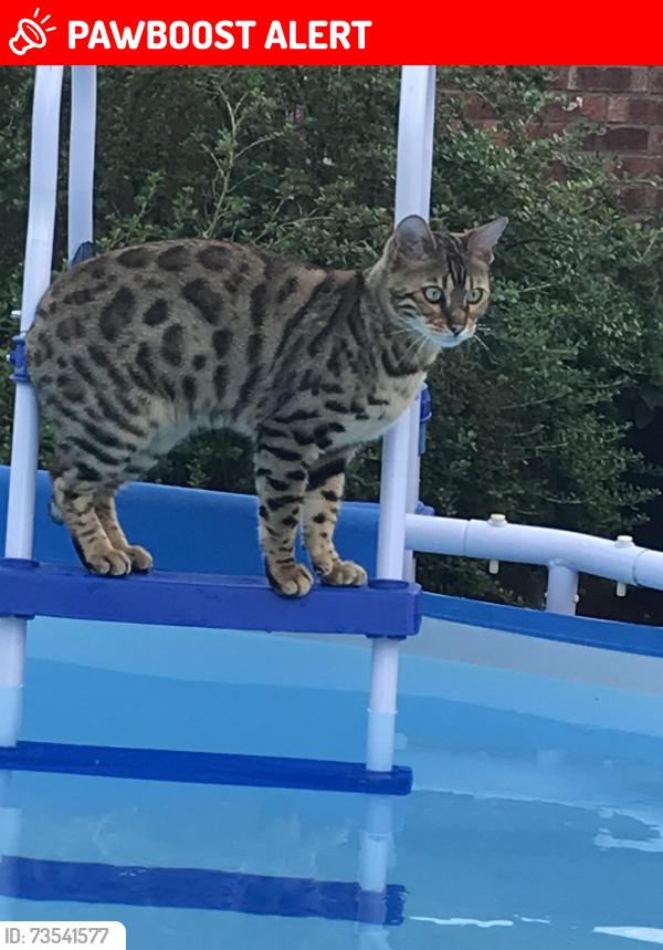 Lost Male Cat last seen Shropham Road, Great Hockham, England 