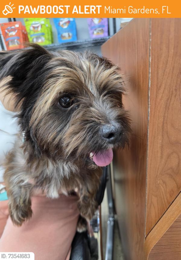 Found/Stray Male Dog last seen Nw 183rd nw 30 st, Miami Gardens, FL 33056