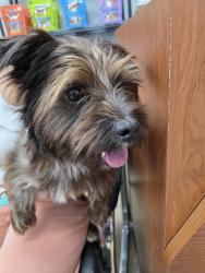 Found/Stray Male Dog last seen Nw 183rd nw 30 st, Miami Gardens, FL 33056