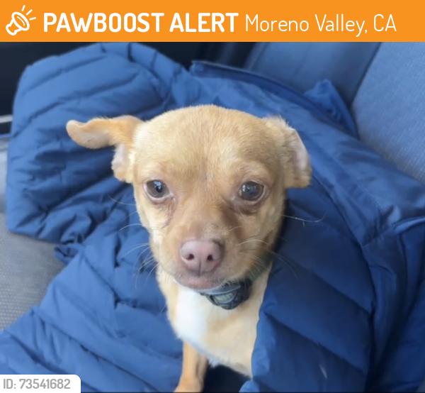 Found/Stray Male Dog last seen Alessandro and Darwin, Moreno Valley, CA 92551