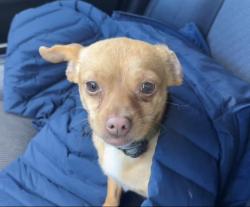 Found/Stray Male Dog last seen Alessandro and Darwin, Moreno Valley, CA 92551