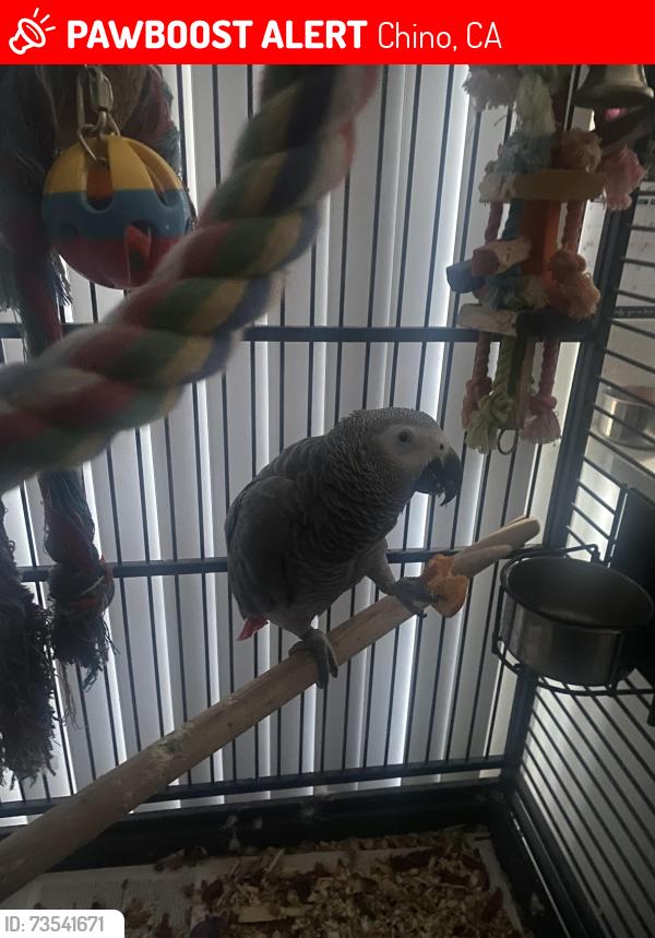 Lost Male Bird last seen Near Vanderbilt St, Chino, CA 91710