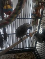 Lost Male Bird last seen Near Vanderbilt St, Chino, CA 91710