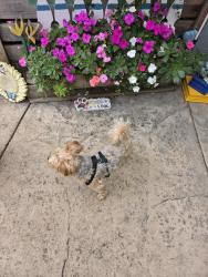 Found/Stray Male Dog last seen Amesti Road, Watsonville, CA 95076