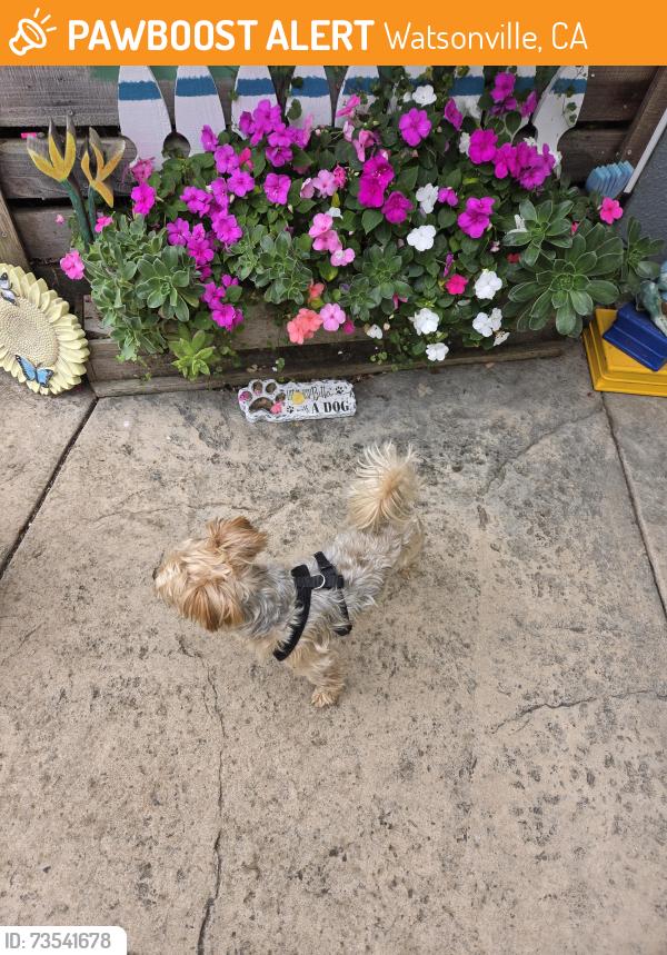 Found/Stray Male Dog last seen Amesti Road, Watsonville, CA 95076