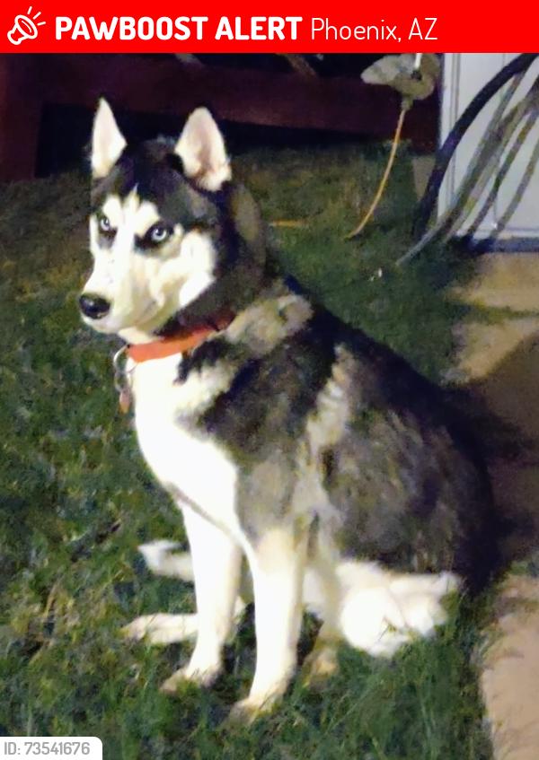 Lost Female Dog last seen 35th Ave. And Gteenway rd., Phoenix, AZ 85053