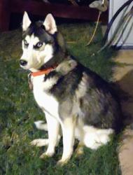 Lost Female Dog last seen 35th Ave. And Gteenway rd., Phoenix, AZ 85053