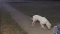 Reunited Male Dog last seen Between Spring Creek bridge Hamilton Chambers, Lebanon, TN 37087