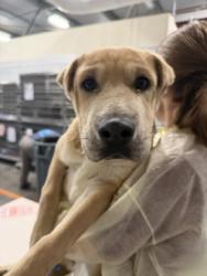 Shelter Stray Male Dog last seen W E St & 3rd St, Biola Zone Fresno CO 1A 93606, CA, 1510 W Dan Ronquillo Dr, Fresno, CA 93706, USA