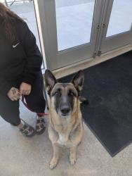 Shelter Stray Female Dog last seen Near N Tarrant Pkwy, East District, TX, 355 Hillshire Dr, Haslet, TX 76052, USA