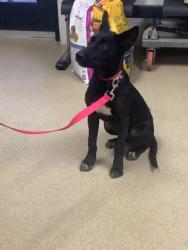 Shelter Stray Female Dog last seen Near timberview dr, District 13 - Tarrant County, TX, 355 Hillshire Dr, Haslet, TX 76052, USA