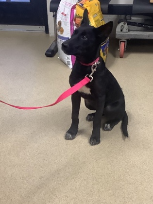 Shelter Stray Female Dog last seen Near timberview dr, District 13 - Tarrant County, TX, 355 Hillshire Dr, Haslet, TX 76052, USA