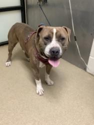 Shelter Stray Male Dog last seen Near Calmont Ave, West District, TX, 355 Hillshire Dr, Haslet, TX 76052, USA