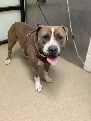 Shelter Stray Male Dog last seen Near Calmont Ave, West District, TX, 355 Hillshire Dr, Haslet, TX 76052, USA