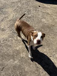 Reunited Female Dog last seen Mountain shadows dr. And castle wood trl, Chattanooga, TN 37421