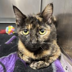 Shelter Stray Female Cat last seen Arizona & Nevada, City of College Station, TX, 5359 Leonard Rd, Bryan, TX 77807, USA