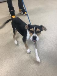 Shelter Stray Male Dog last seen Near MEADOWBROOK DR, East District, TX, 355 Hillshire Dr, Haslet, TX 76052, USA