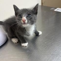 Shelter Stray Male Cat last seen Texas Ave and Krenek Tap, City of College Station, TX, 5359 Leonard Rd, Bryan, TX 77807, USA