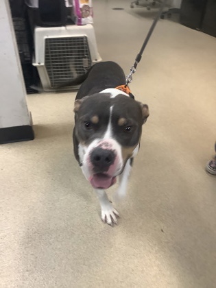 Shelter Stray Male Dog last seen Near CAMP BOWIE BLVD, West District, TX, 355 Hillshire Dr, Haslet, TX 76052, USA