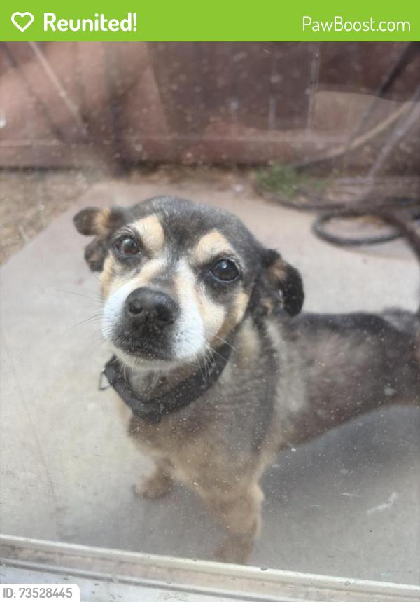Reunited Male Dog last seen Near benning street, Orangevale, CA 95662