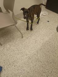 Shelter Stray Male Dog last seen Near Palm Springs Dr, Atlanta, GA, 1251 Fulton Industrial Blvd NW, Atlanta, GA 30336, USA