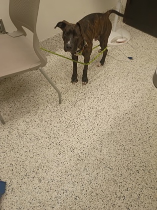 Shelter Stray Male Dog last seen Near Palm Springs Dr, Atlanta, GA, 1251 Fulton Industrial Blvd NW, Atlanta, GA 30336, USA