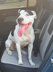 Shelter Stray Female Dog last seen Point Pleasant, Mason County, WV, 1965 Fairground Rd, Point Pleasant, WV 25550, USA