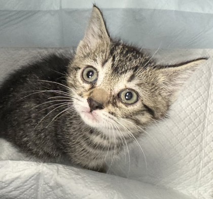 Shelter Stray Female Cat last seen Near E. 12th St, Oakland, CA, 1101 29th Ave, Oakland, CA 94601, USA