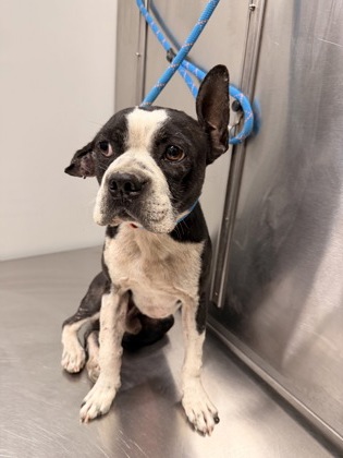 Shelter Stray Male Dog last seen Near Farm To Market Rd 1516, Converse, TX 78109, Zone 1, TX, 8755 Farm to Market 1516, Converse, TX 78109, USA