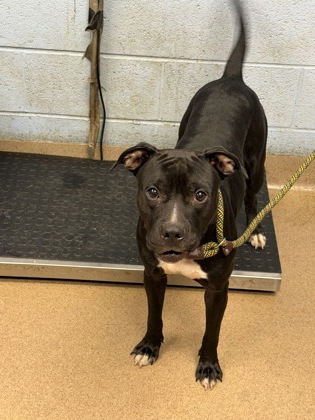 Shelter Stray Male Dog last seen N Decatur Rd and Warren Ave, 30079, GA, 3280 Chamblee Dunwoody Rd, Chamblee, GA 30341, USA