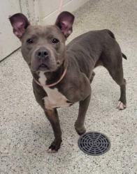 Shelter Stray Female Dog last seen Near N Wheeling Ave, 64123, MO, 7077 Elmwood Ave, Kansas City, MO 64132, USA