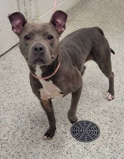 Shelter Stray Female Dog last seen Near N Wheeling Ave, 64123, MO, 7077 Elmwood Ave, Kansas City, MO 64132, USA
