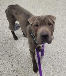 Shelter Stray Male Dog last seen Near St John Ave, 64123, MO, 7077 Elmwood Ave, Kansas City, MO 64132, USA