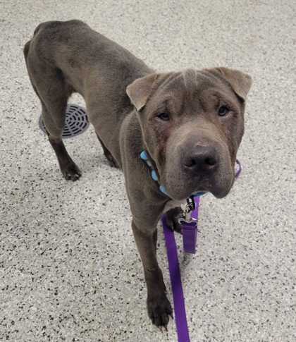 Shelter Stray Male Dog last seen Near St John Ave, 64123, MO, 7077 Elmwood Ave, Kansas City, MO 64132, USA