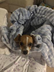 Reunited Male Dog last seen Cheyenne Dr and Riddle Rd in Holiday FL, Holiday, FL 34690