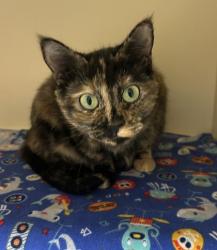 Shelter Stray Female Cat last seen Near Klondike Rd Lithonia GA, 30038, GA, 3280 Chamblee Dunwoody Rd, Chamblee, GA 30341, USA