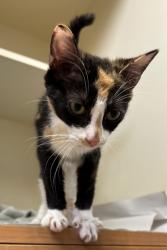 Shelter Stray Female Cat last seen Near Boring Road, 30034, GA, 3280 Chamblee Dunwoody Rd, Chamblee, GA 30341, USA