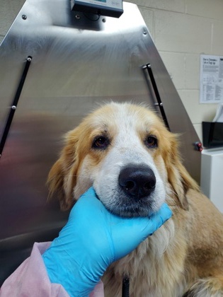 Shelter Stray Female Dog last seen Near Laurel Grove Lane, City of Charleston, SC, 2455 Remount Rd, North Charleston, SC 29406, USA