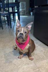 Shelter Stray Female Dog last seen Near 13th St SW, IRC AC, FL, 6230 77th St, Vero Beach, FL 32967, USA
