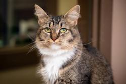 Shelter Stray Female Cat last seen Alley between Dunwood Ct and Stevens, 43620, OH, 827 Illinois Ave, Maumee, OH 43537, USA
