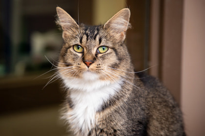 Shelter Stray Female Cat last seen Alley between Dunwood Ct and Stevens, 43620, OH, 827 Illinois Ave, Maumee, OH 43537, USA