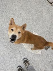 Shelter Stray Male Dog last seen Clinton Hwy Hampton Inn, Knox County GP, TN, 3201 Division St, Knoxville, TN 37919, USA