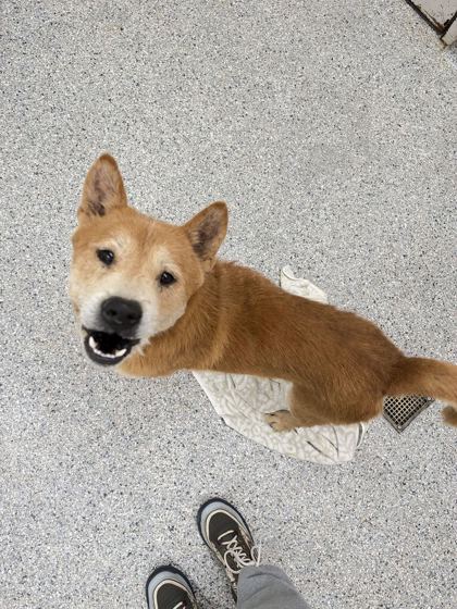 Shelter Stray Male Dog last seen Clinton Hwy Hampton Inn, Knox County GP, TN, 3201 Division St, Knoxville, TN 37919, USA