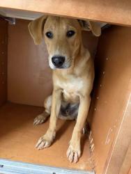 Shelter Stray Male Dog last seen Near N Broadway, Knox County GP, TN, 3201 Division St, Knoxville, TN 37919, USA