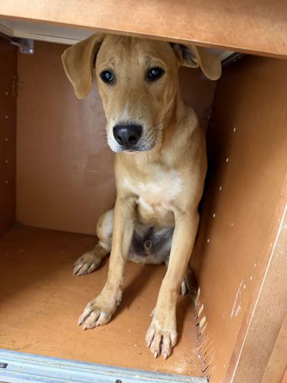 Shelter Stray Male Dog last seen Near N Broadway, Knox County GP, TN, 3201 Division St, Knoxville, TN 37919, USA