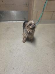 Shelter Stray Female Dog last seen Near San Marcus, 75150, TX, 1650 Gross Rd, Mesquite, TX 75149, USA