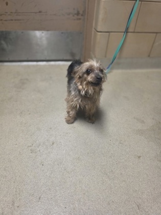 Shelter Stray Female Dog last seen Near San Marcus, 75150, TX, 1650 Gross Rd, Mesquite, TX 75149, USA