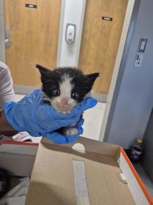 Shelter Stray Unknown Cat last seen Moray Drive, Caddo Parish, LA, 1500 Monty St, Shreveport, LA 71107, USA