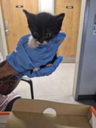 Shelter Stray Unknown Cat last seen Moray Drive, Caddo Parish, LA, 1500 Monty St, Shreveport, LA 71107, USA