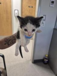 Shelter Stray Unknown Cat last seen Moray Drive, Caddo Parish, LA, 1500 Monty St, Shreveport, LA 71107, USA